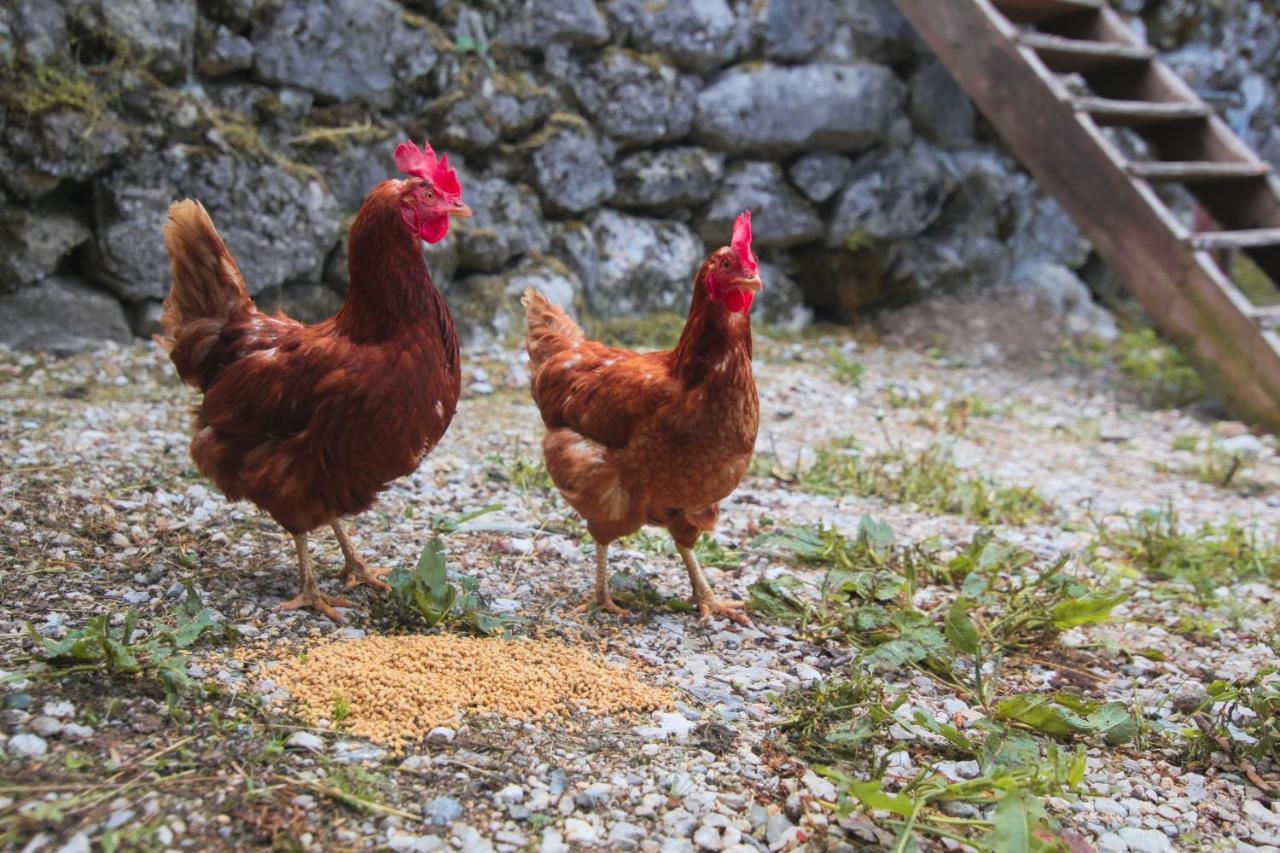 Apartma Gorski Razgled Srednja Vas v Bohinju Exteriér fotografie