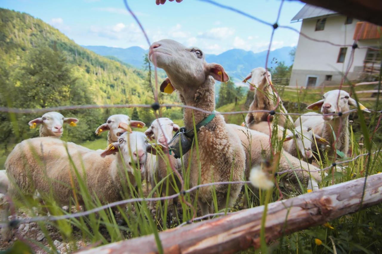 Apartma Gorski Razgled Srednja Vas v Bohinju Exteriér fotografie